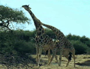 3.gif 3.gif