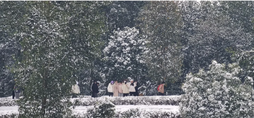 瑞雪兆茶樹，來年茶更甜