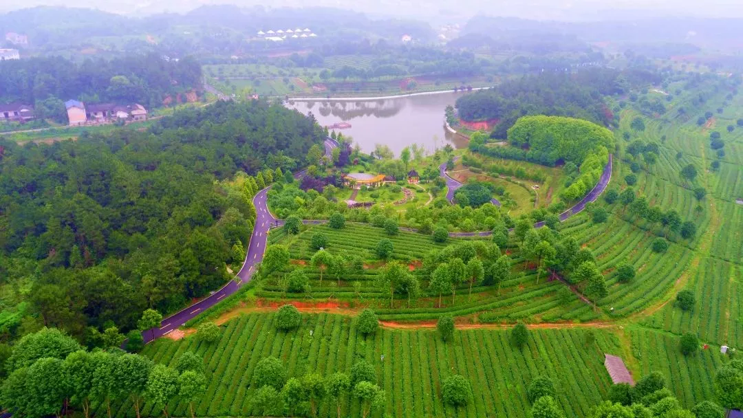 湘豐茶業莊園—百茶園.png 湘豐茶業莊園—百茶園.png