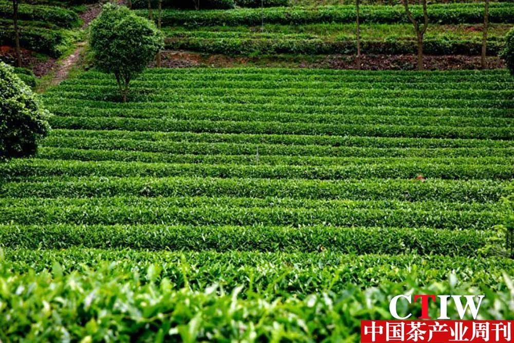 【湖南】長沙縣推動產業鏈升級——一片茶葉帶動三產融合 【湖南】長沙縣推動產業鏈升級——一片茶葉帶動三產融合