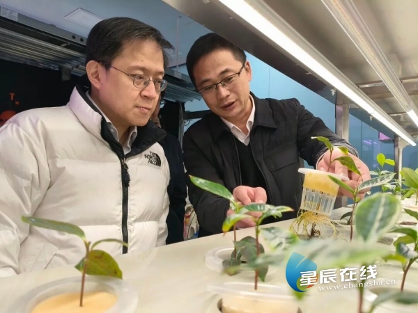 湘豐茶業專家工作站 | 從茶園到茶杯的科技革命